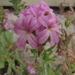 Erinus alpinus Flower