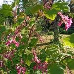 Ribes malvaceum Kukka