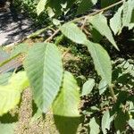Ostrya carpinifolia Frunză