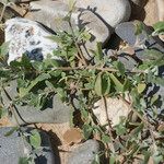 Atriplex glabriuscula Συνήθη χαρακτηριστικά