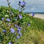 Cichorium endiviaKvět