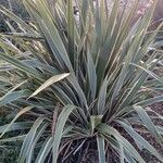 Phormium tenaxVekstform