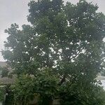Quercus dentata Хабит