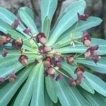 Euphorbia atropurpurea Fleur