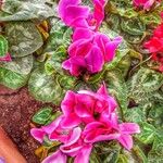 Cyclamen repandum Λουλούδι