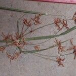 Cyperus glaucophyllus Flower