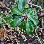 Pieris japonica Lapas