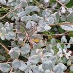 Salix repens Συνήθη χαρακτηριστικά