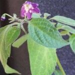 Capsicum pubescens Hoja