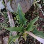 Datura stramoniumLeaf