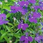 Lobelia erinus Flor