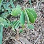 Senna obtusifolia Blatt