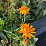 Calendula officinalisCvet