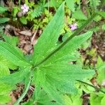 Ranunculus platanifolius Leaf