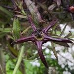 Lobelia giberroa फूल
