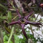 Lobelia giberroa Blomst