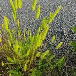 Rostraria cristata പുഷ്പം
