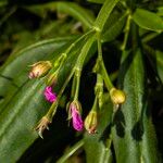 Talinum fruticosum Flower