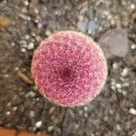 Echinocereus rigidissimus 叶