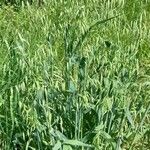 Avena sativa Облик