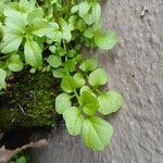 Cardamine hirsuta Lapas