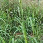 Sorghum halepenseBlad