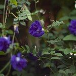 Clitoria ternatea Blüte