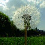 Taraxacum rubicundum Mbuma