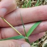 Bothriochloa bladhii Leaf