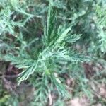 Artemisia biennis Leaf