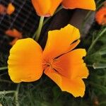 Eschscholzia californicaFlor