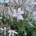 Oenothera lindheimeriFlower