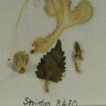 Scutellaria repens Otro