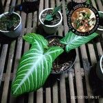Caladium lindenii Yaprak