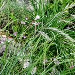 Festuca pallens Habitus