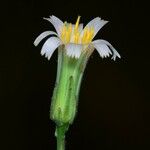 Hieracium albiflorum Blüte