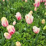 Tulipa agenensis Λουλούδι