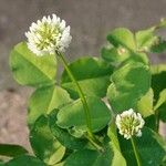 Trifolium nigrescens Hostoa