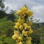 Verbascum densiflorum Bertol.Lorea