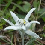 Leontopodium nivale 花