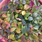 Gaultheria procumbens Blatt