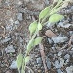 Berteroa incana Fruto