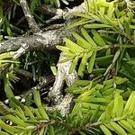 Tsuga canadensis Kůra