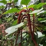 Acalypha hispidaBlodyn