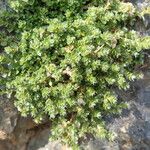 Paronychia kapela Libunga
