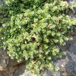 Paronychia kapela整株植物