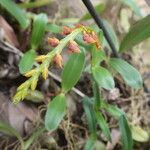 Bulbophyllum oreonastes Flower