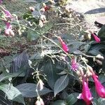 Strobilanthes hamiltoniana List