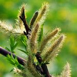 Salix lasiolepis Leht