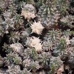Euphorbia susannae Plante entière